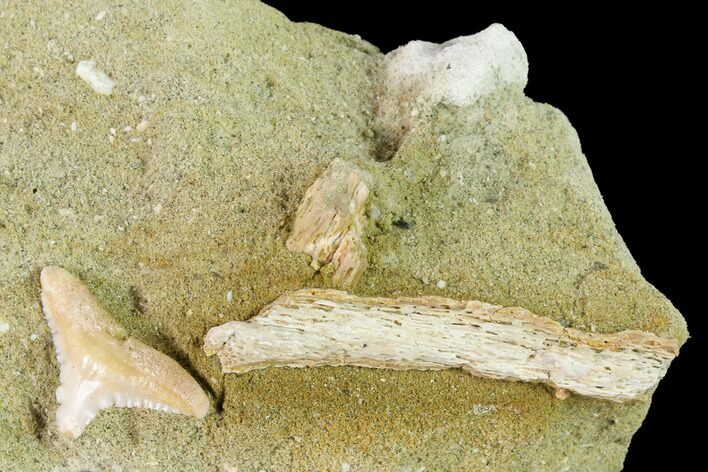 Fossil Shark (Physogaleus) Tooth - Bakersfield, CA #144457